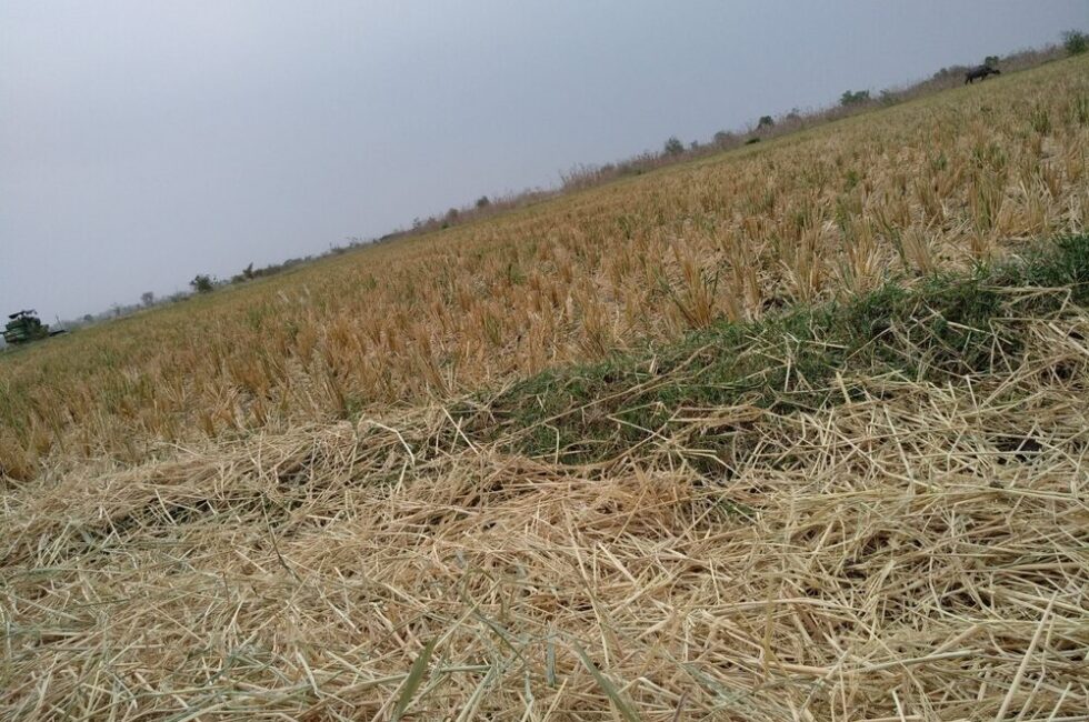 Immagine rappresentativa della siccità e degli eventi climatici che colpiscono l'agricoltura