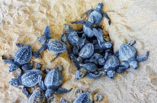 Censimento nidi Caretta caretta