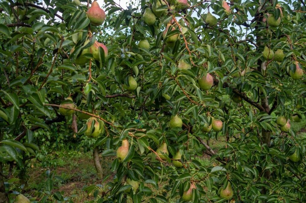 Pere italiane pronte per l'export
